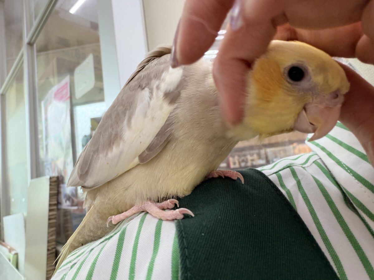 オカメインコ