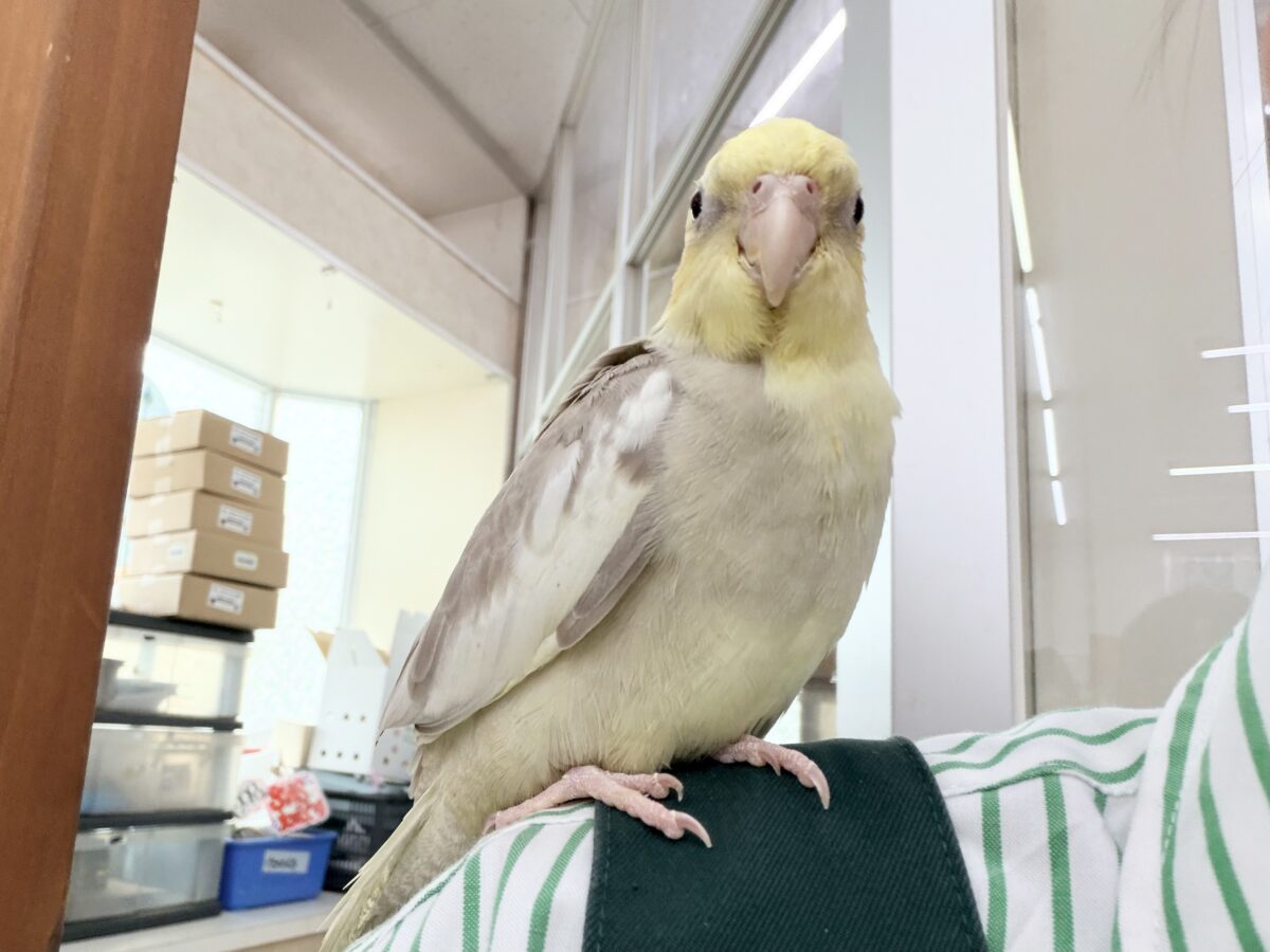 オカメインコ