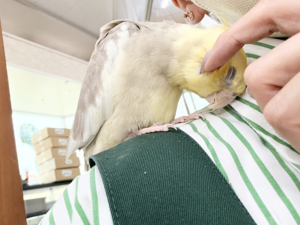 オカメインコ