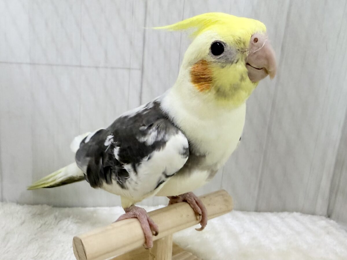 オカメインコ