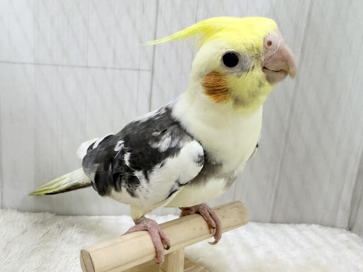 オカメインコ