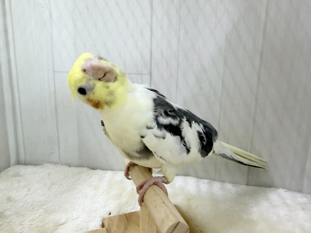 オカメインコ