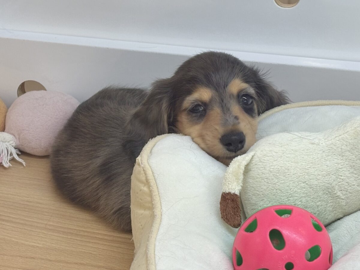 ミニチュアダックス