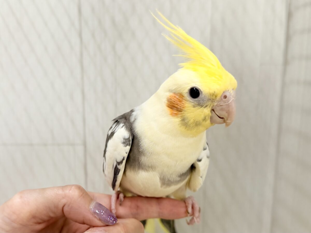 オカメインコ