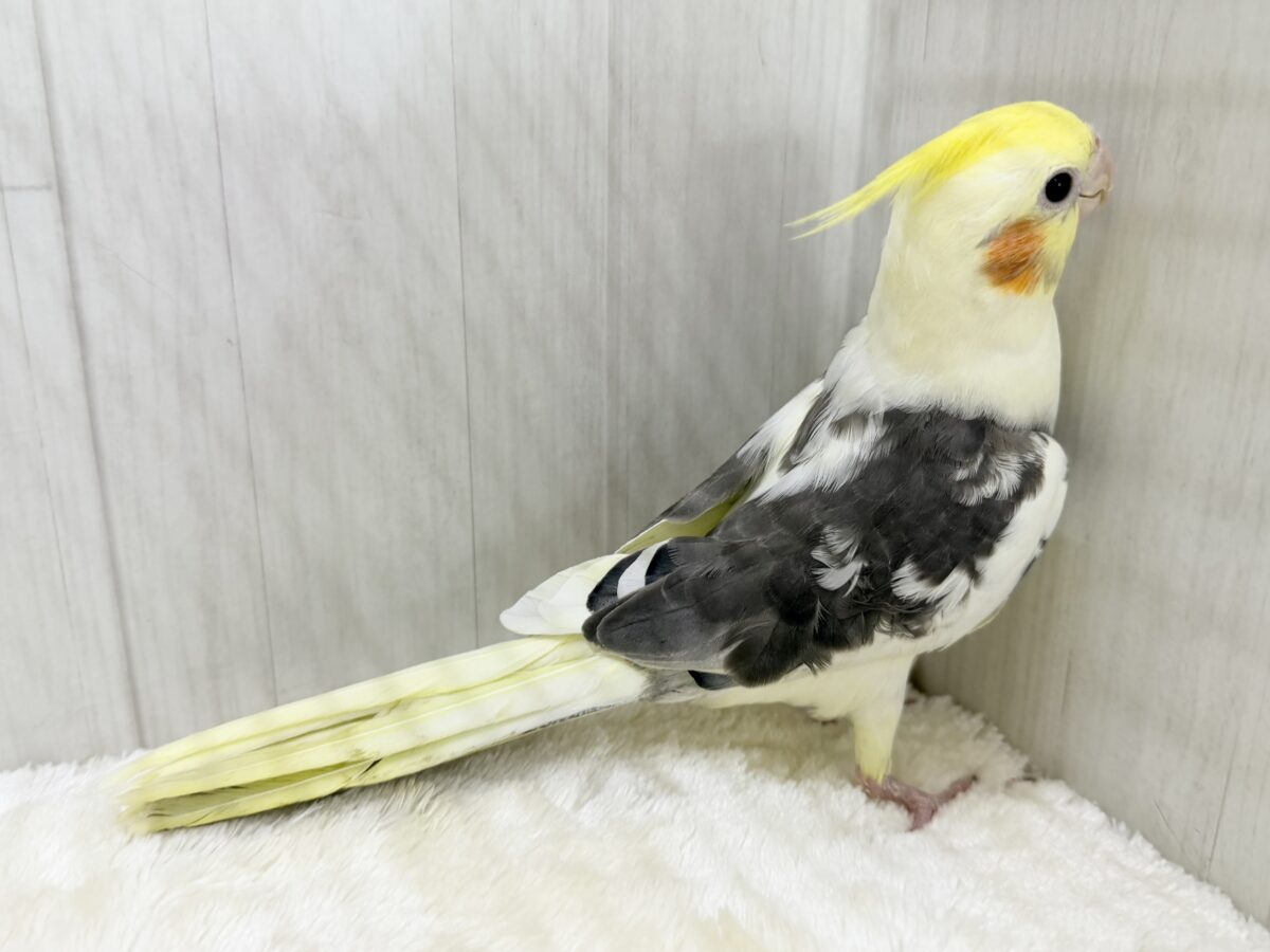 オカメインコ