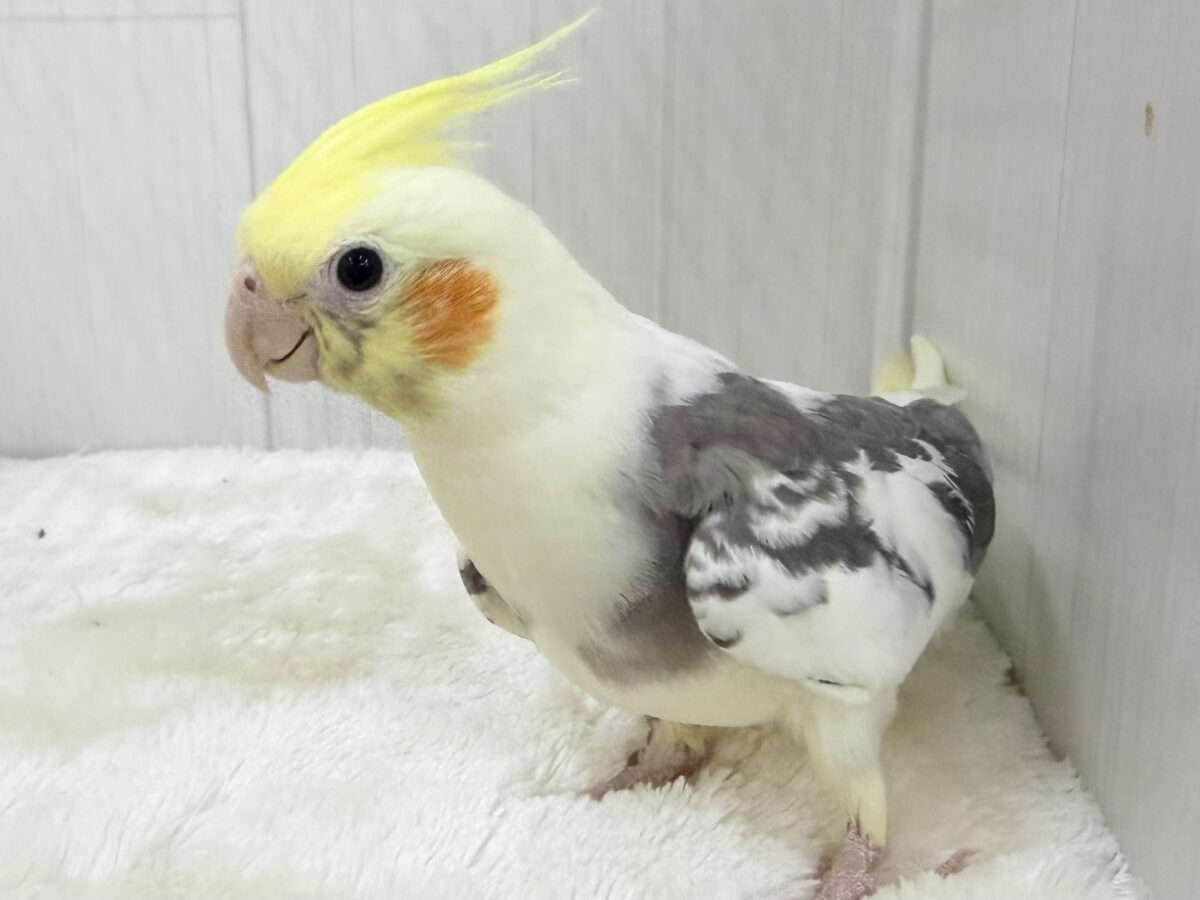 オカメインコ