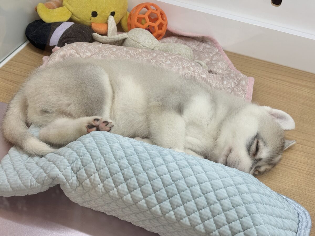 シベリアンハスキー