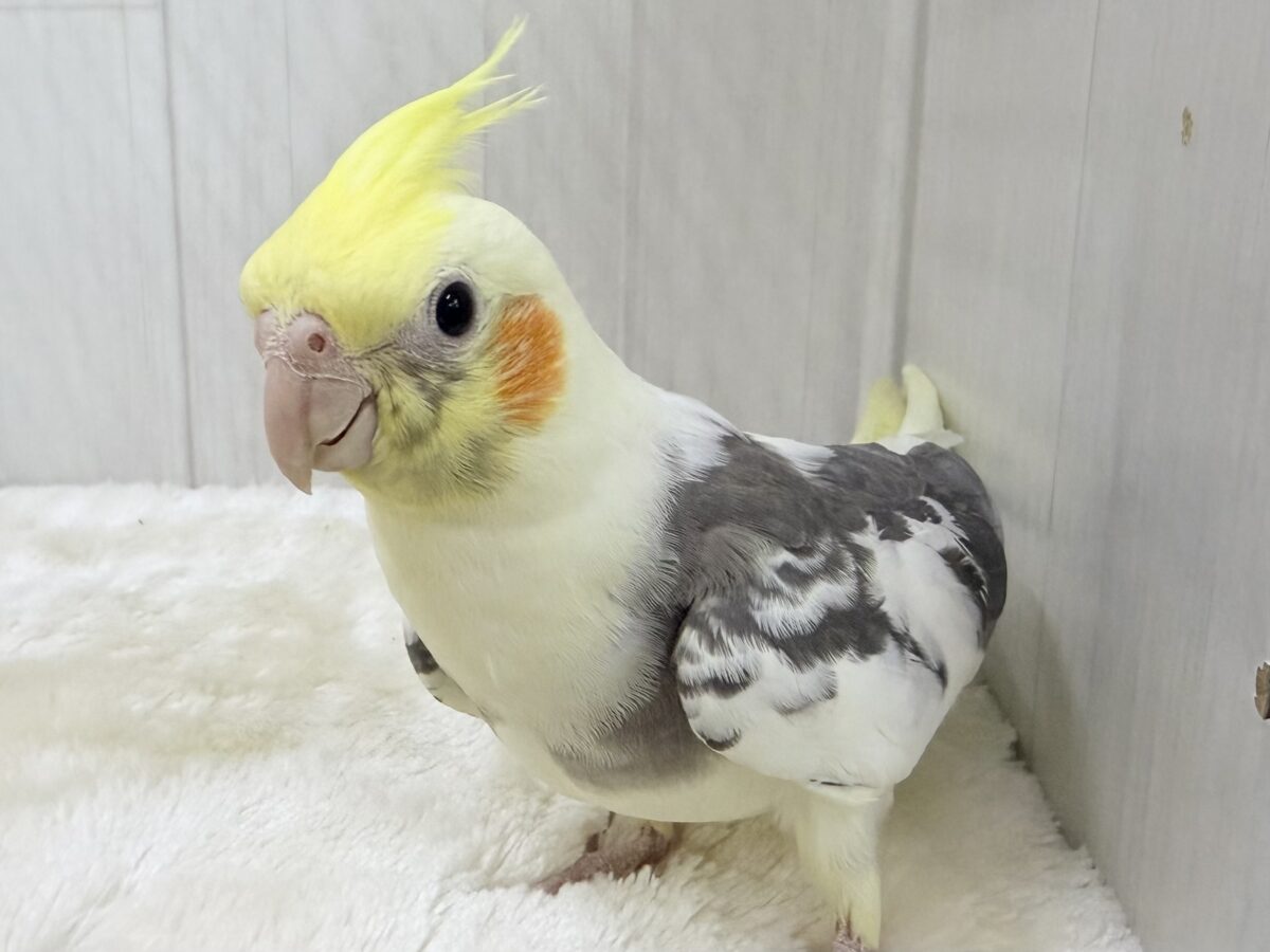 目がまんまる⭕️可愛らしいお顔のオカメインコさん(パイド)入荷しました❤️