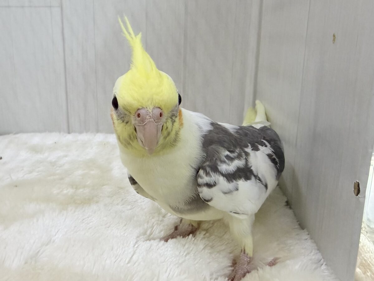 オカメインコ