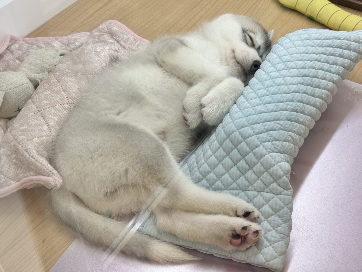 シベリアンハスキー