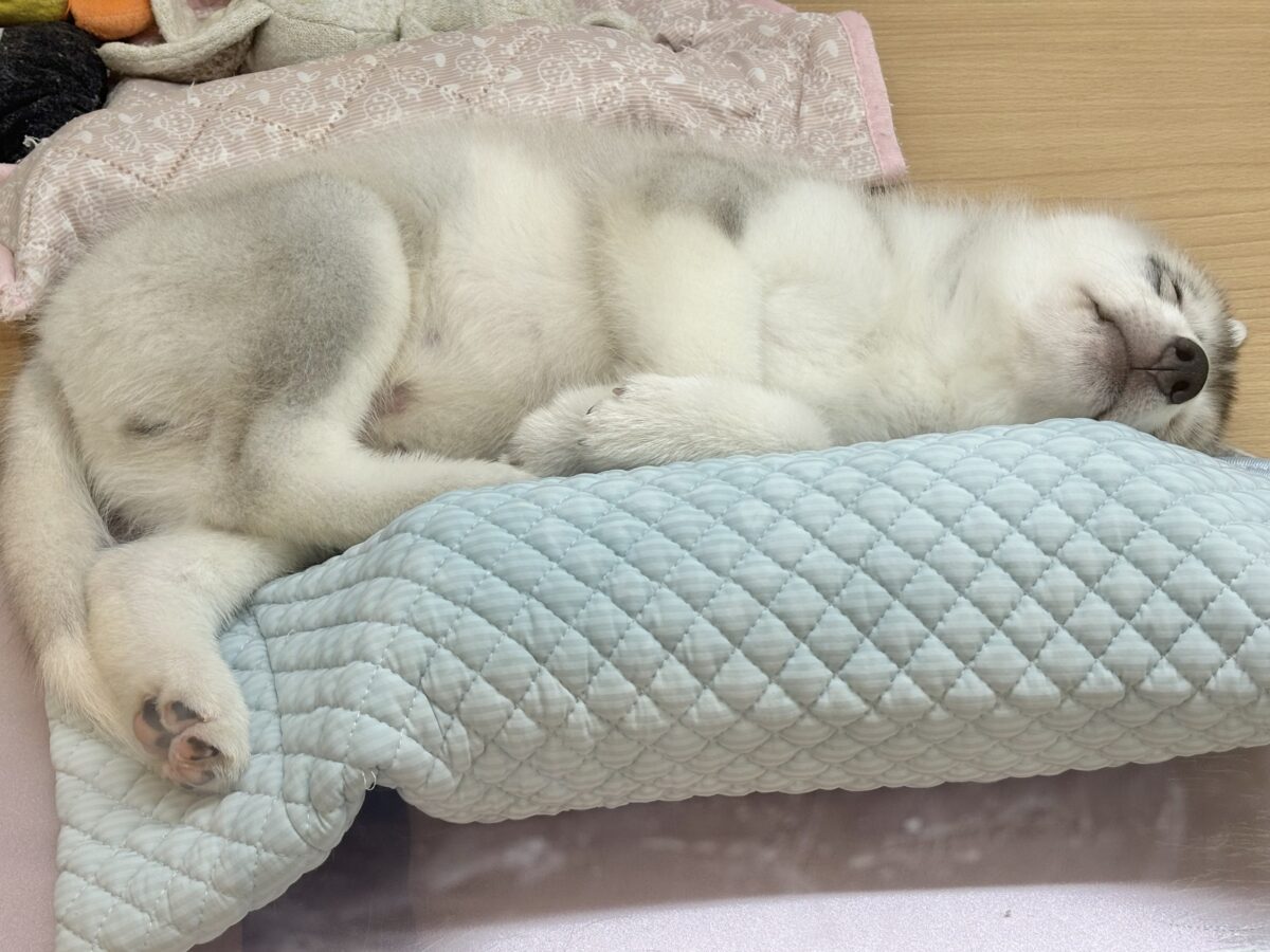 シベリアンハスキー