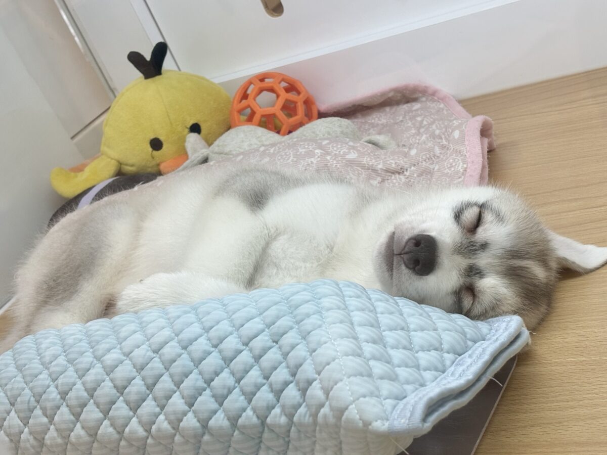シベリアンハスキー