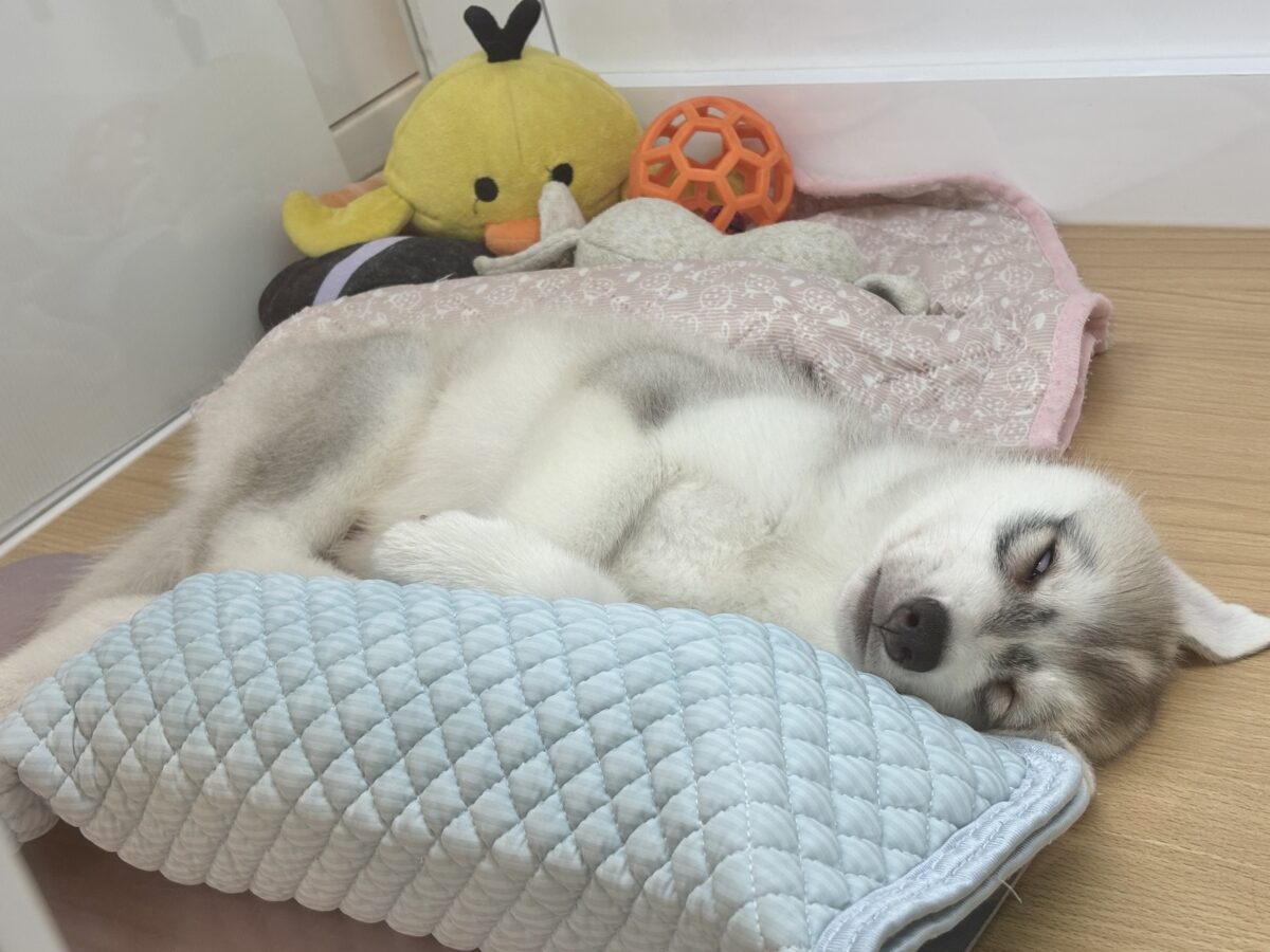 シベリアンハスキー