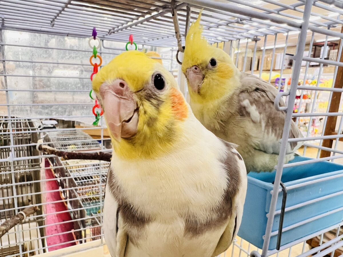 オカメインコ