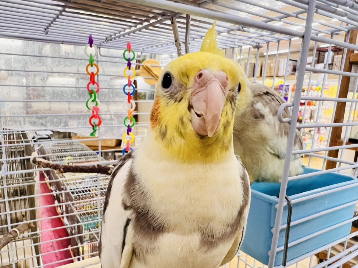 オカメインコ