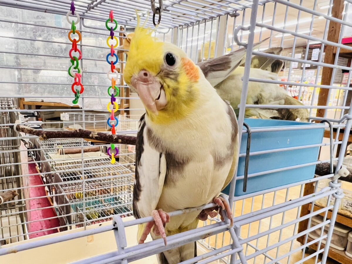 オカメインコ