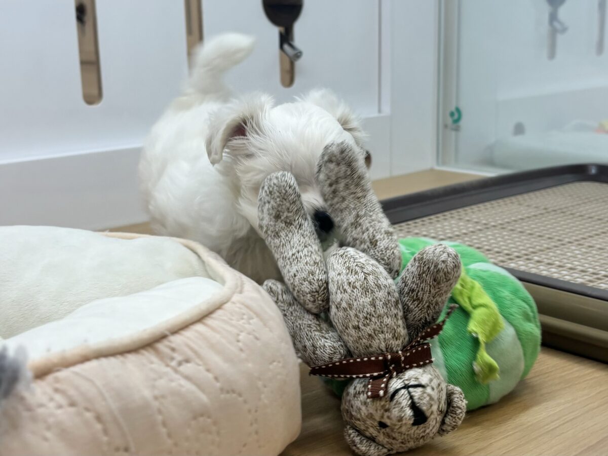 チワマル（マルチワ）