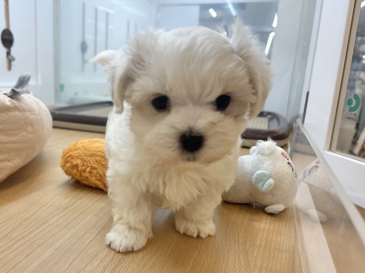 チワマル（マルチワ）