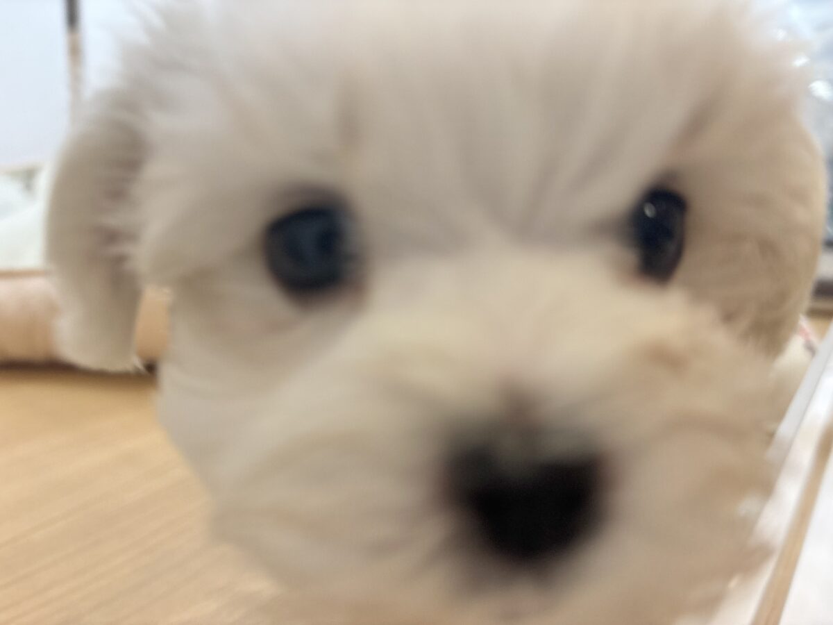 チワマル（マルチワ）