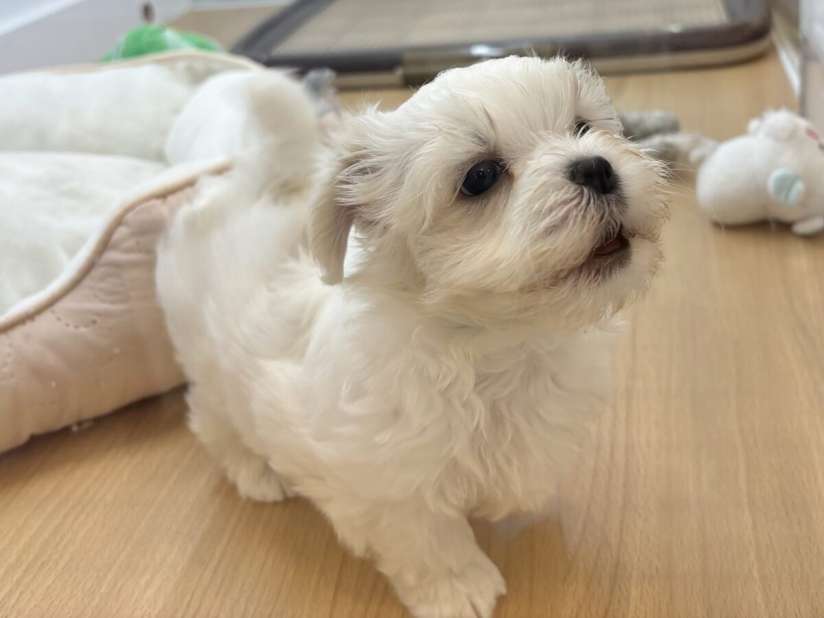 チワマル（マルチワ）