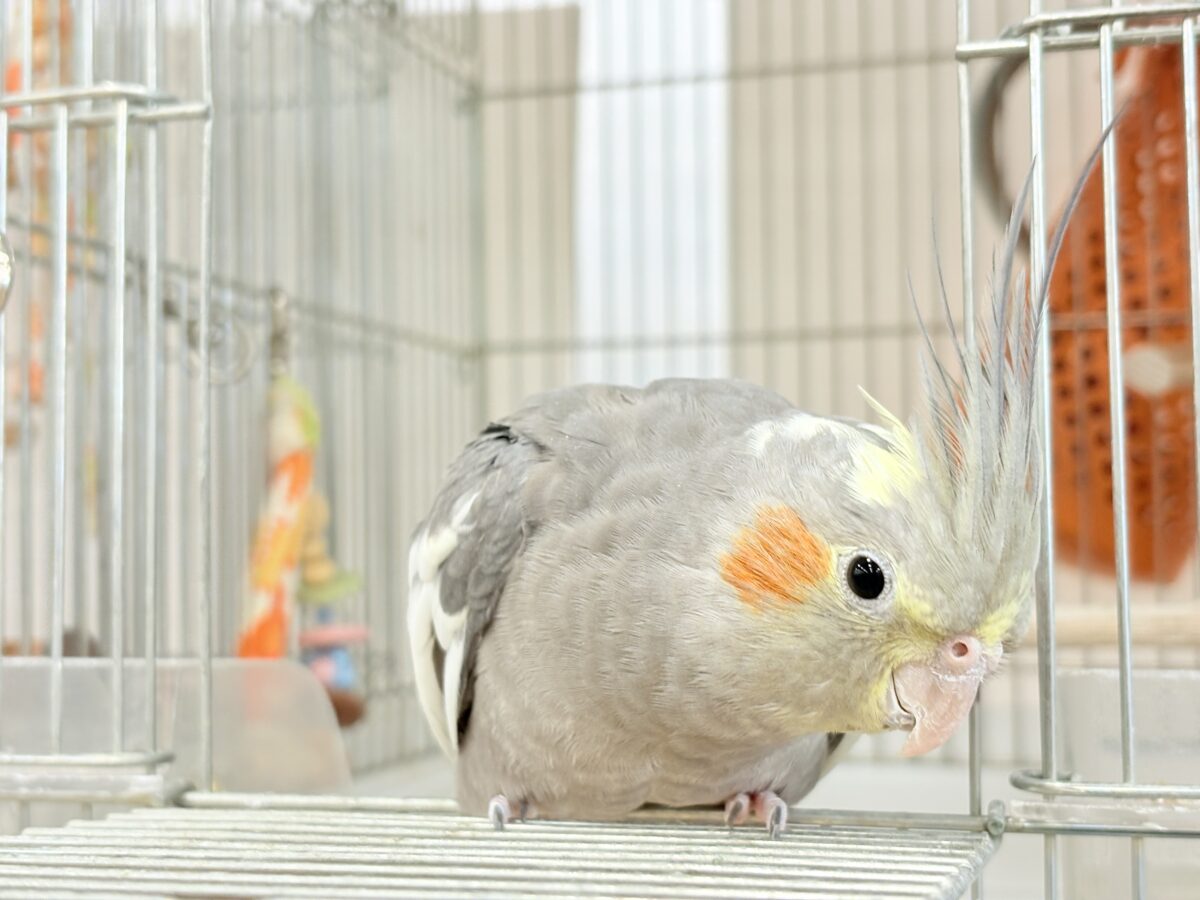 オカメインコ