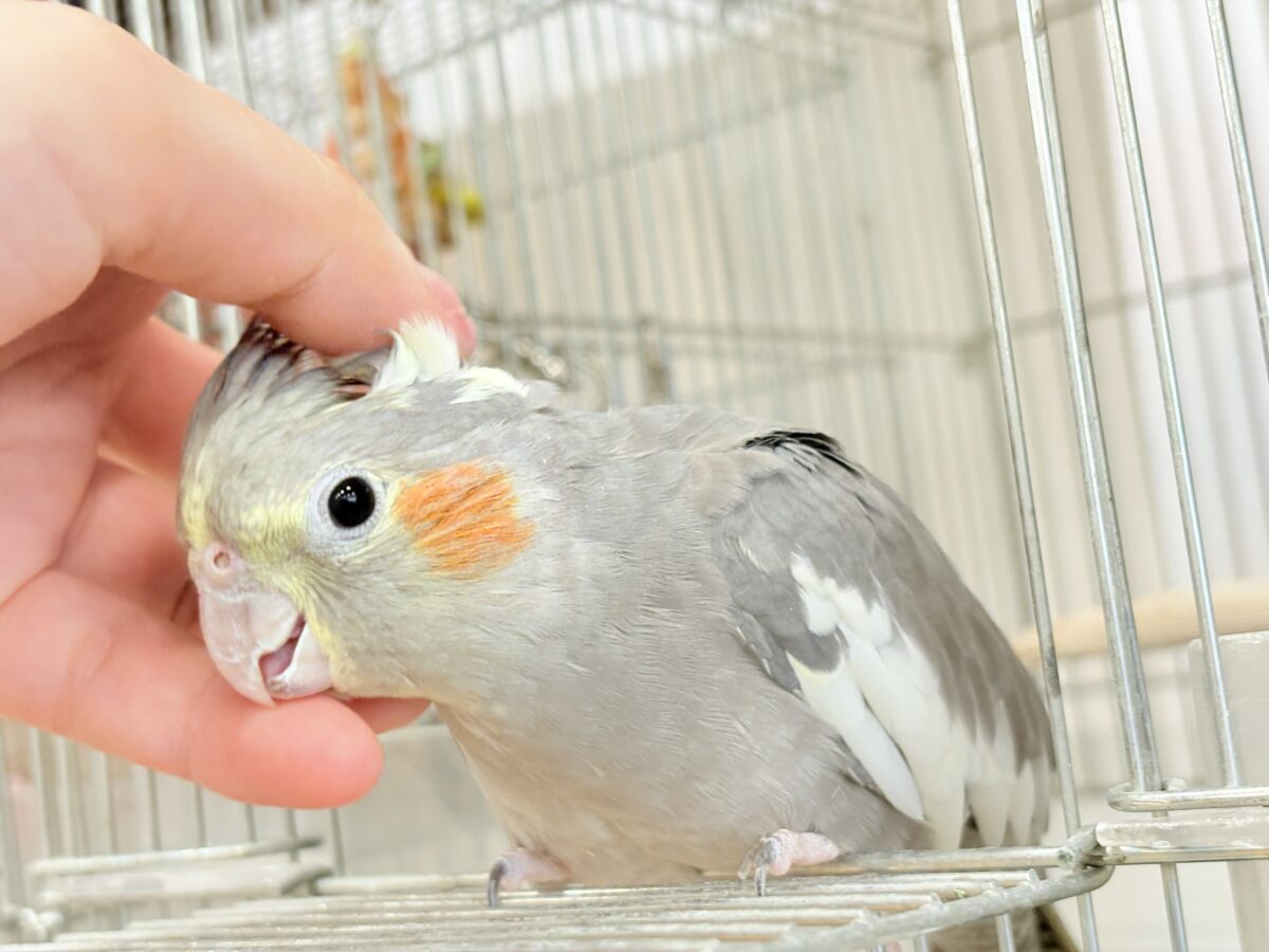 オカメインコ