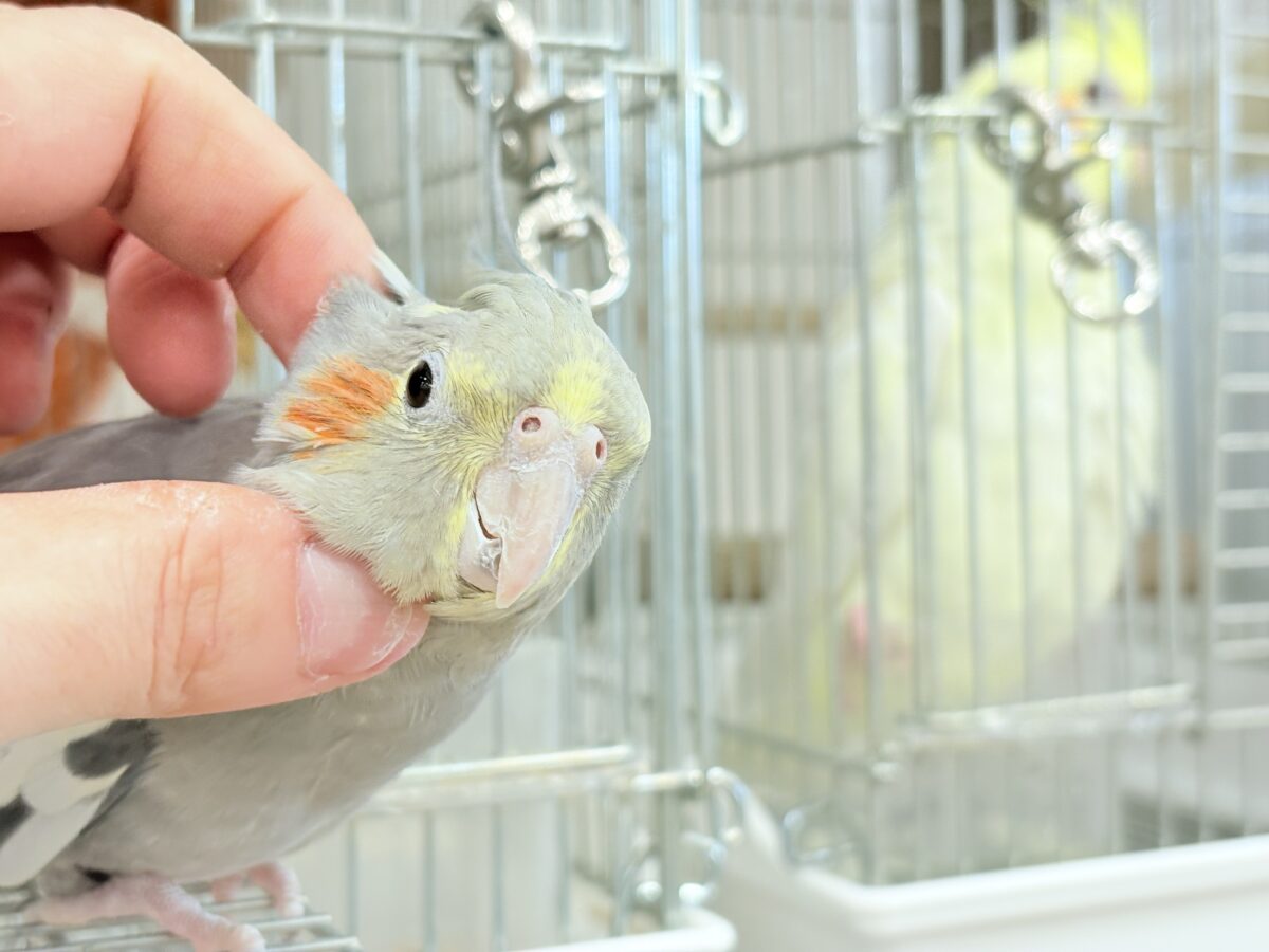 オカメインコ