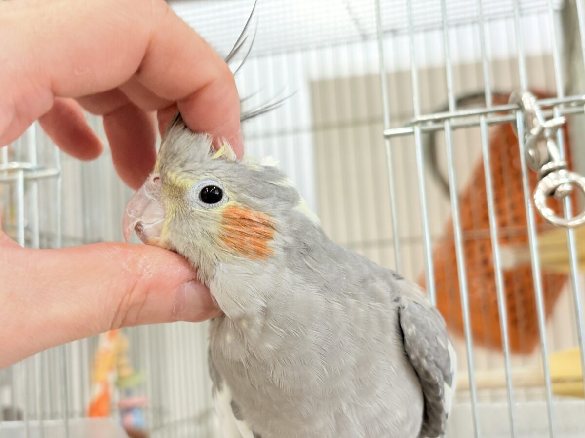 オカメインコ