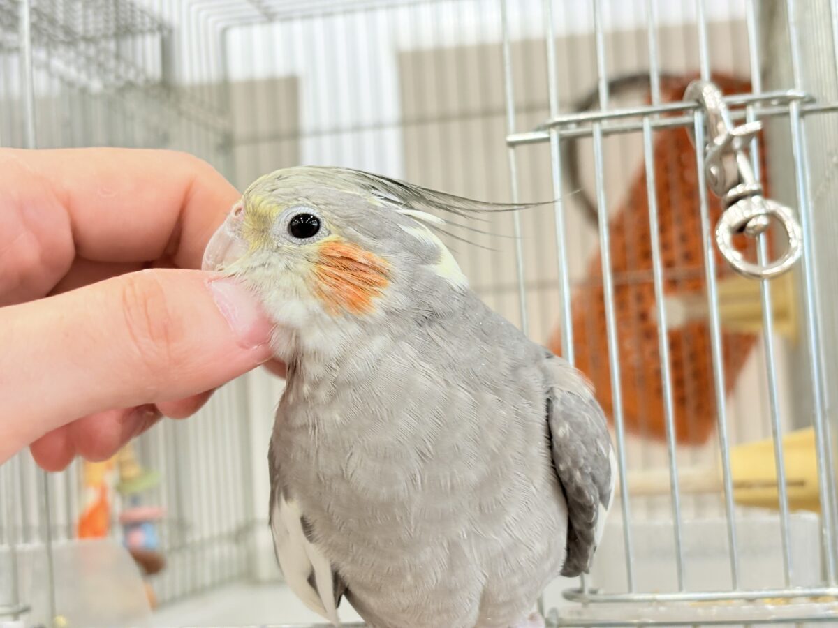 オカメインコ