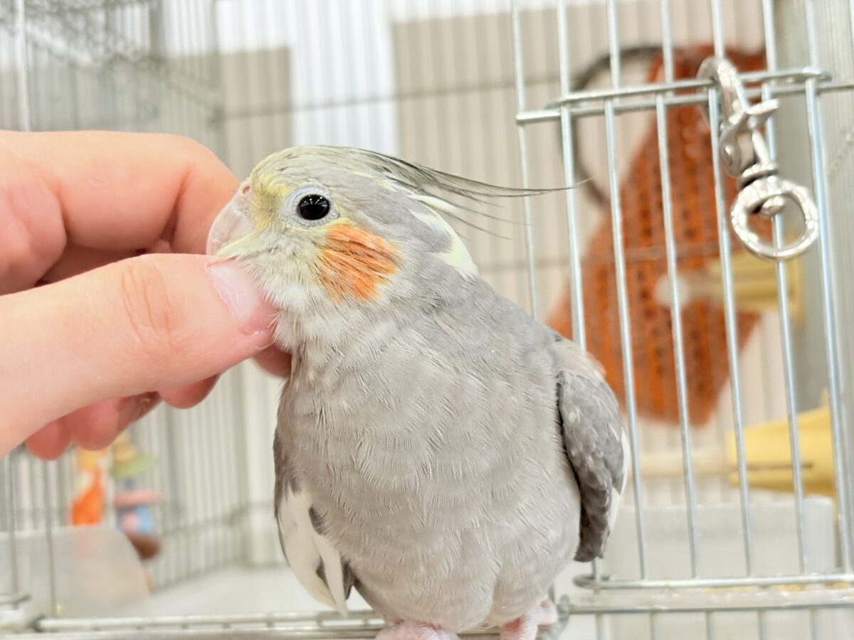 オカメインコ