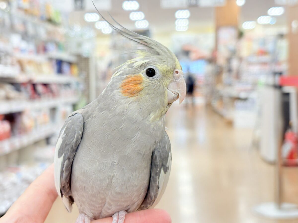 オカメインコ