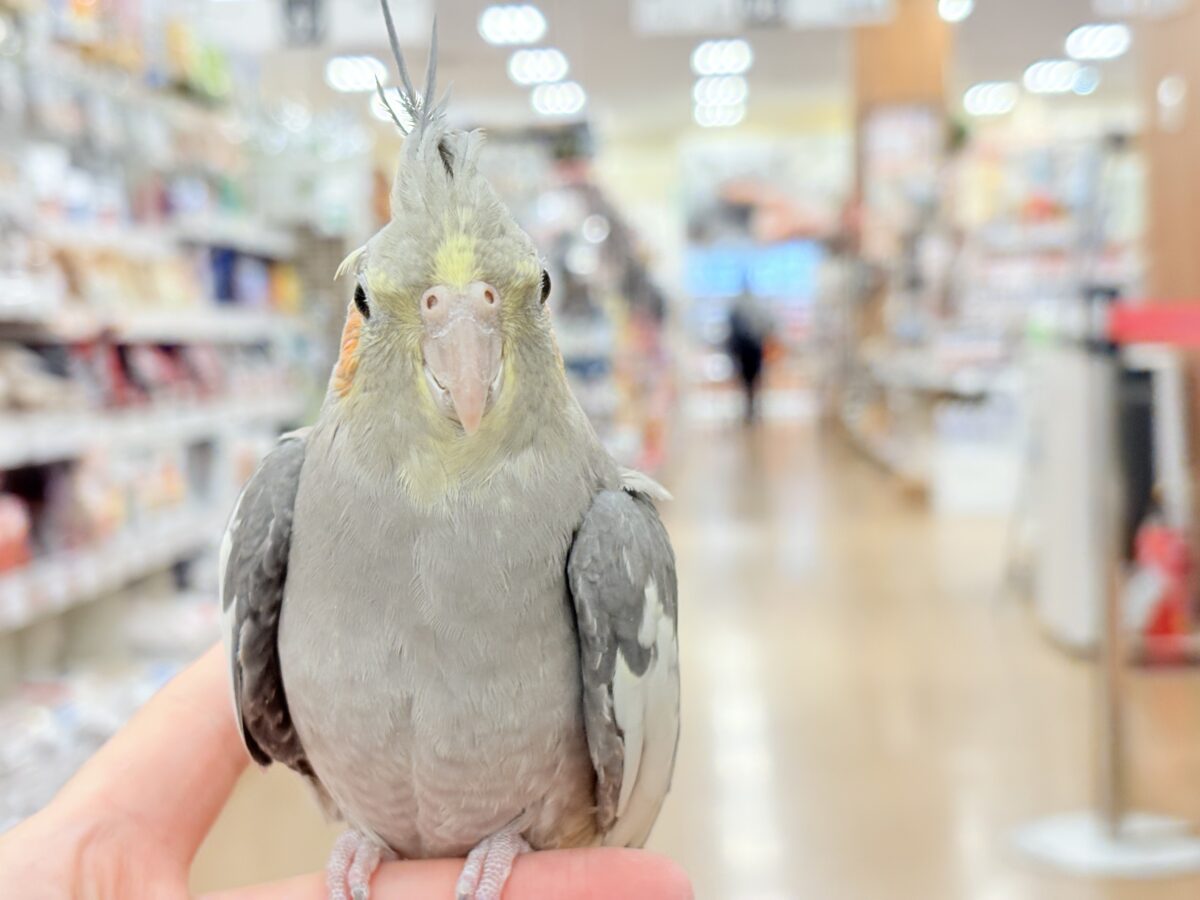 オカメインコ