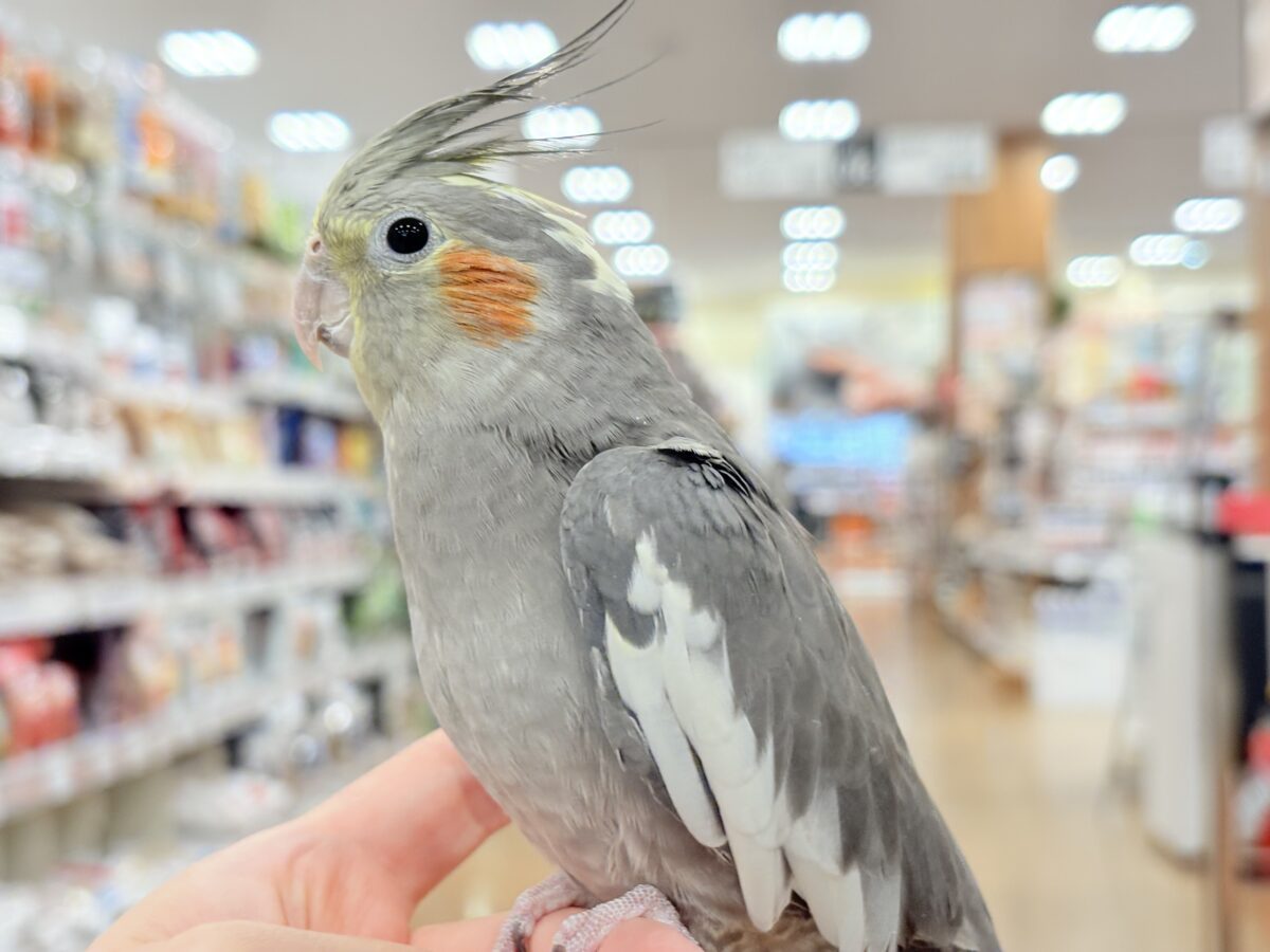 オカメインコ