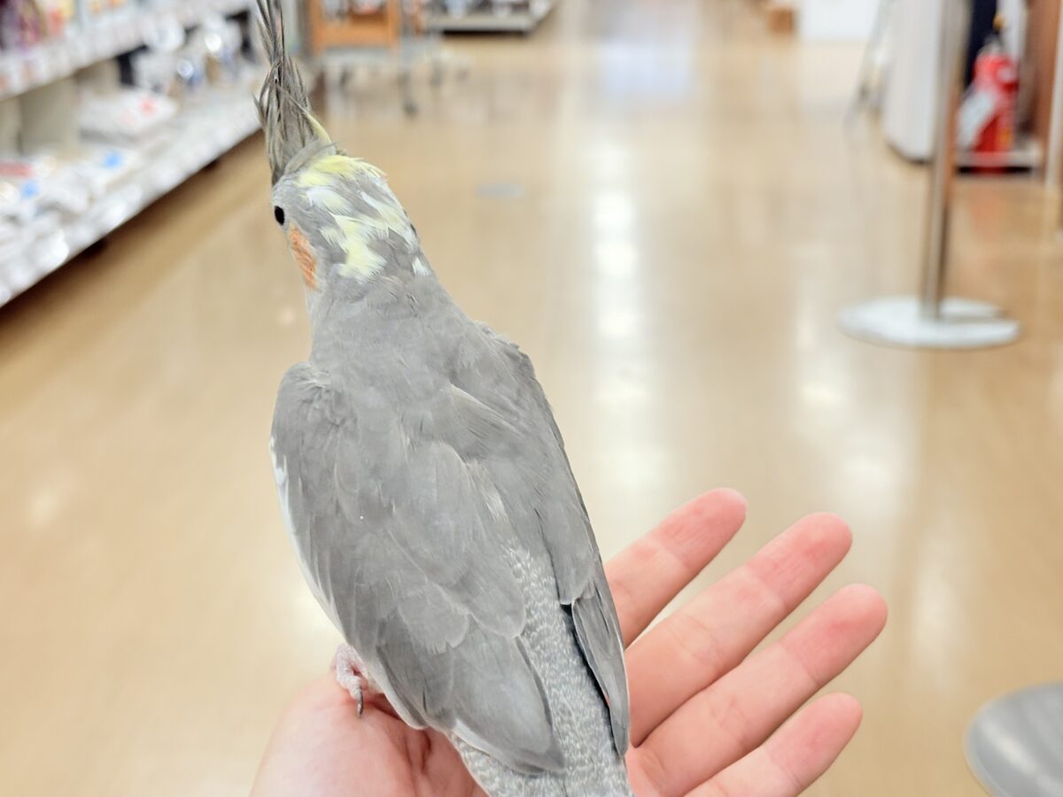 オカメインコ