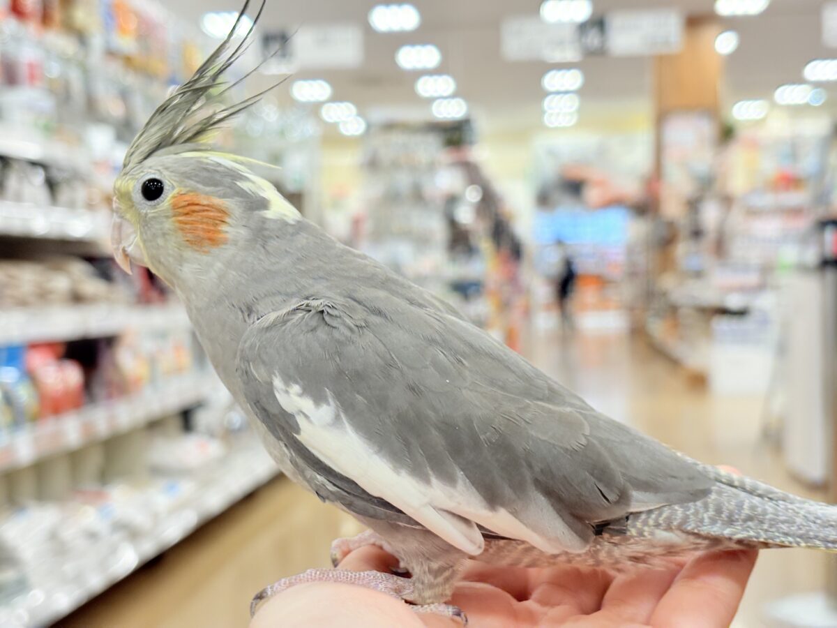 オカメインコ