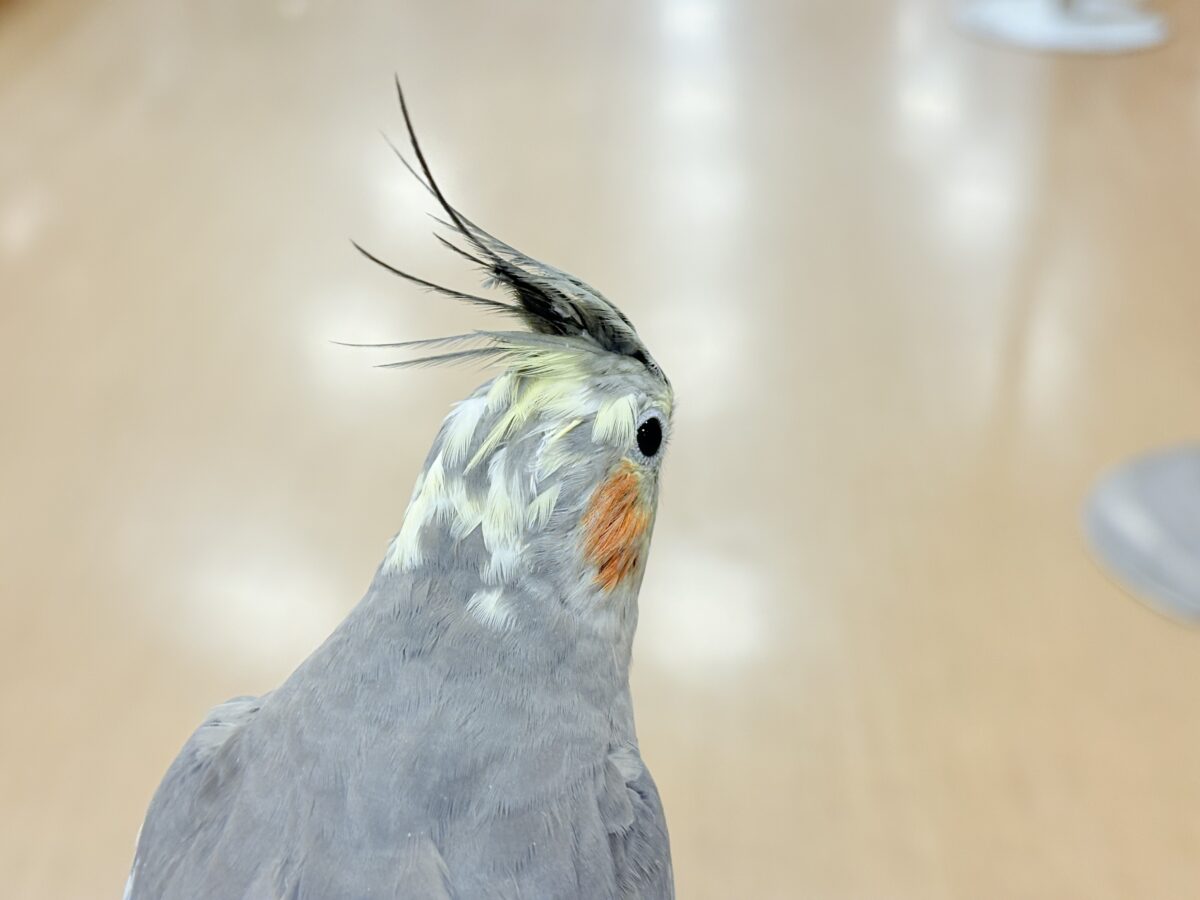 オカメインコ