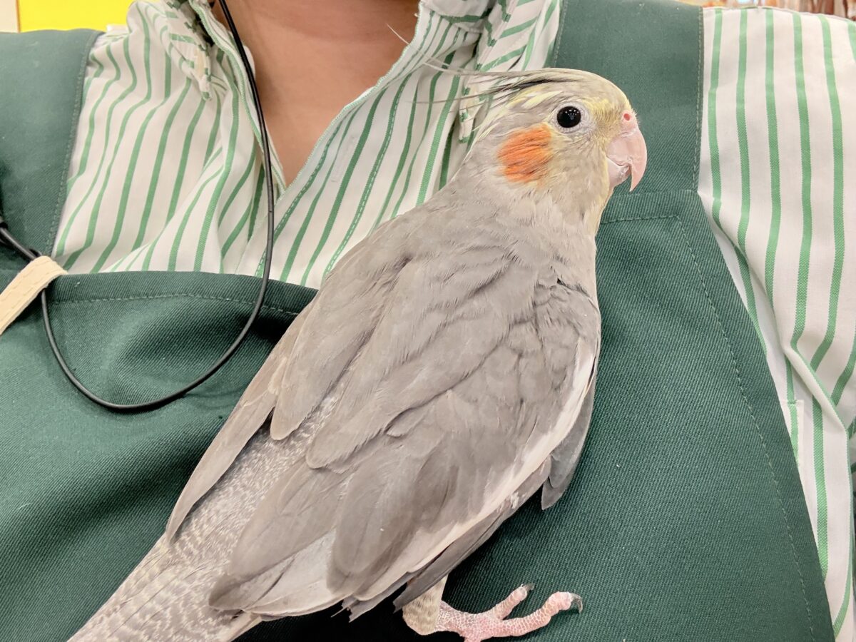 オカメインコ