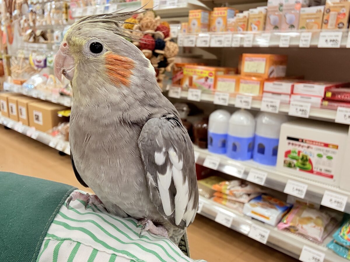 オカメインコ