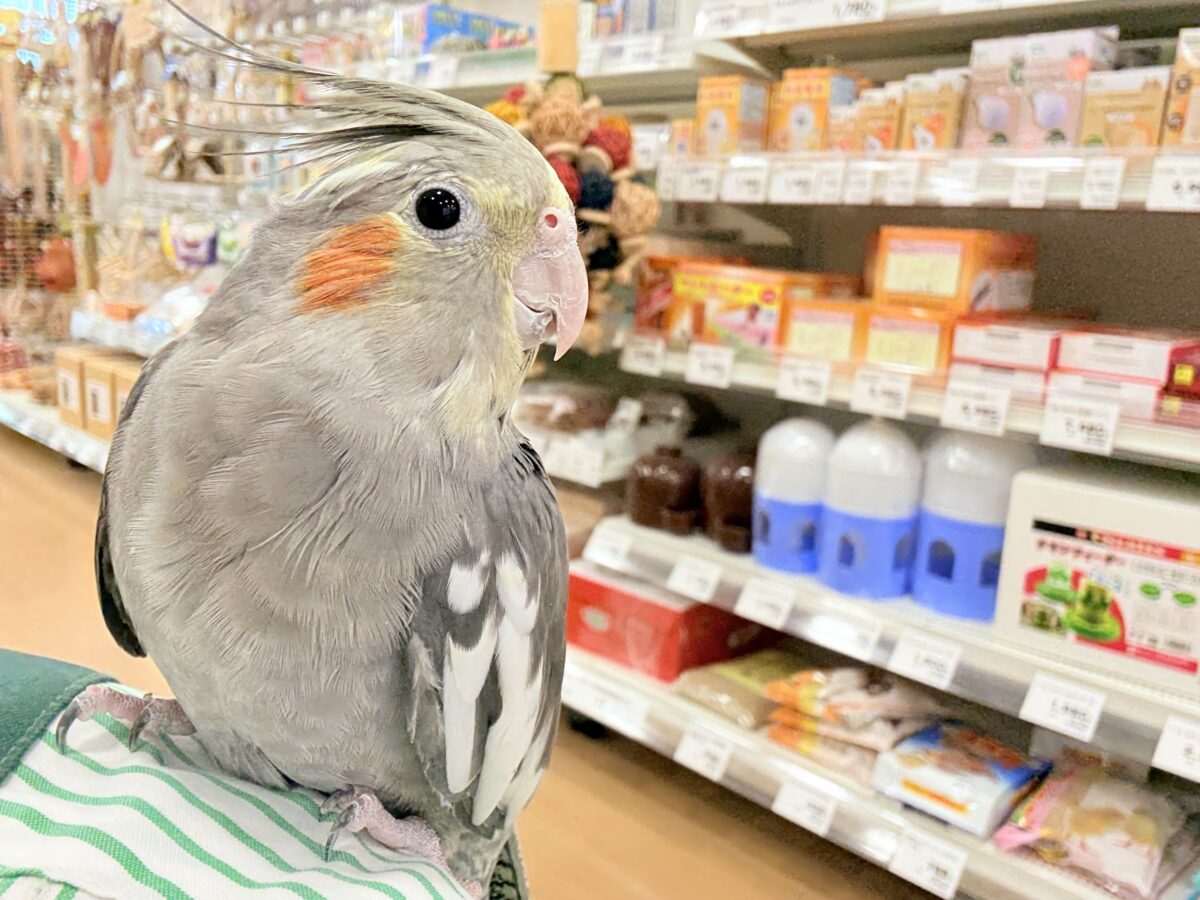 オカメインコ