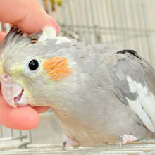 【最新画像更新🪄】濃いめで渋くいっちゃうよ🐥🩶オカメインコ(ノーマル)