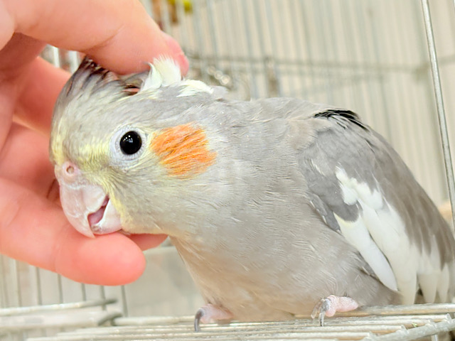 【最新画像更新🪄】濃いめで渋くいっちゃうよ🐥🩶オカメインコ(ノーマル)