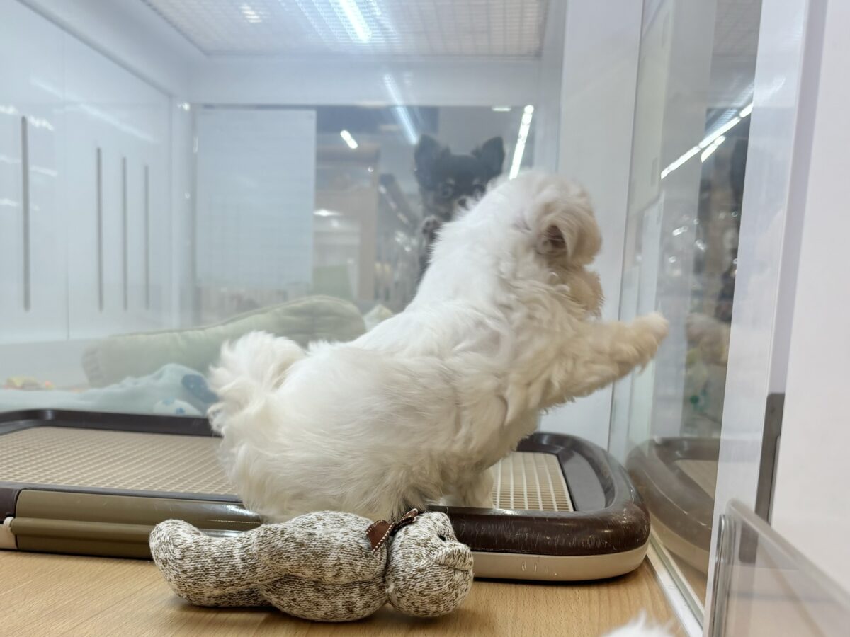 チワマル（マルチワ）