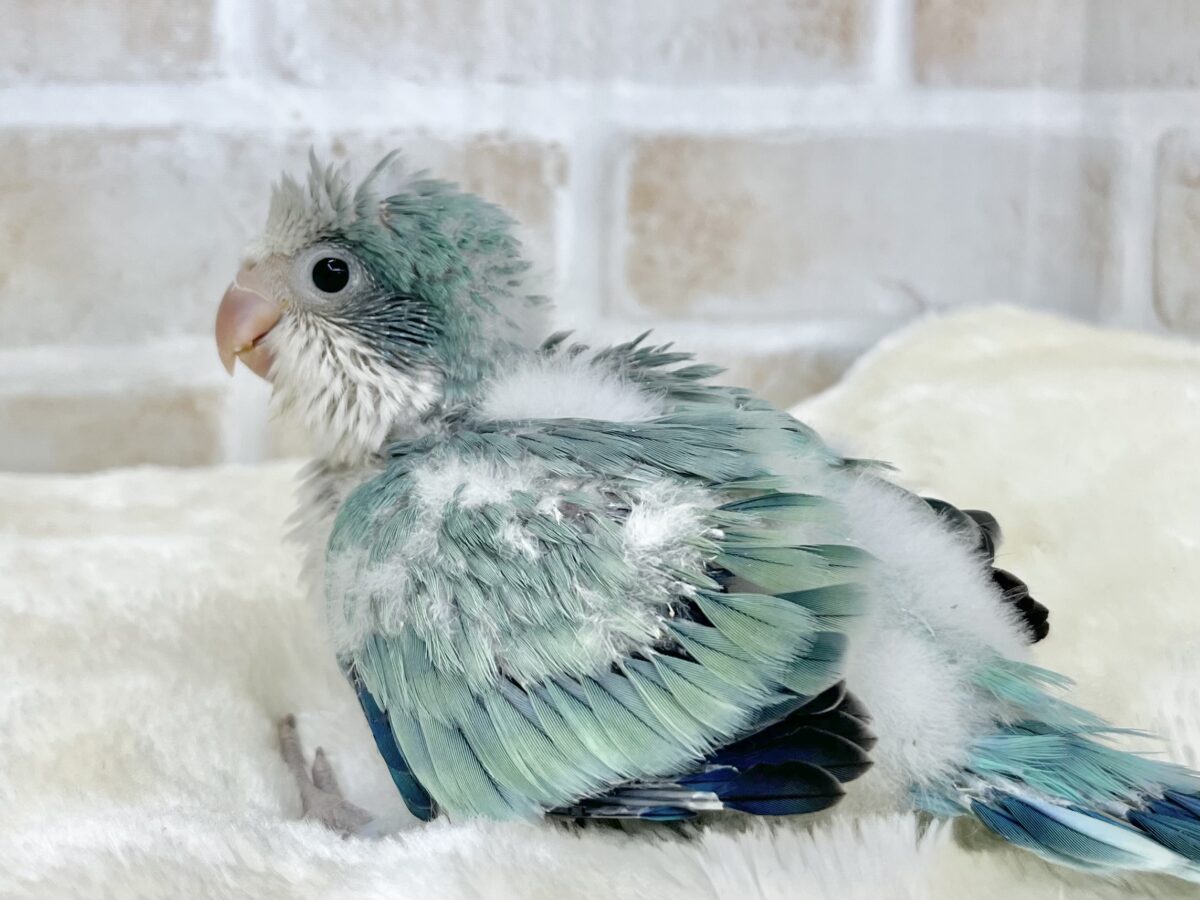 オキナインコ
