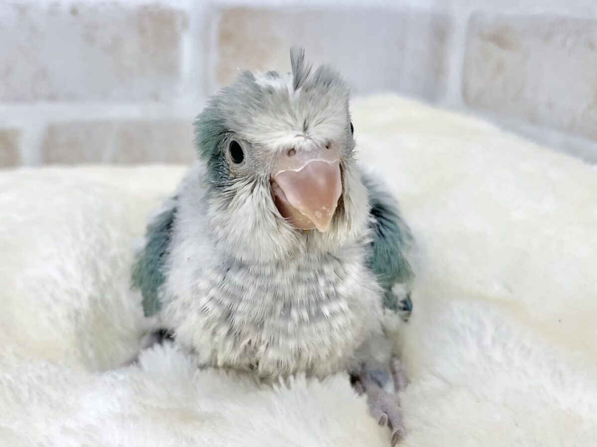 オキナインコ