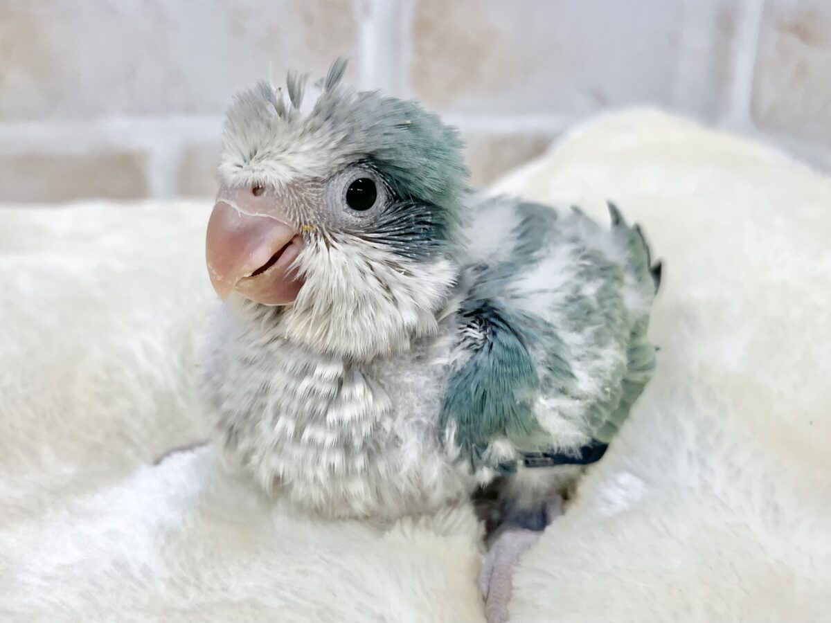 オキナインコ