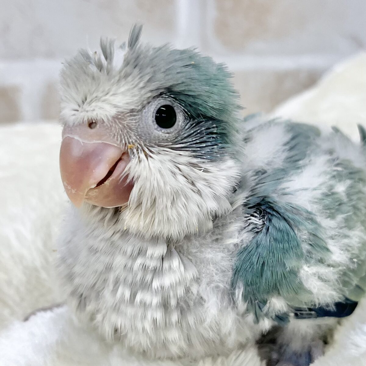 キレイなグラデーションカラー🌱🩵✨　オキナインコ（アクアブルーオパーリン）