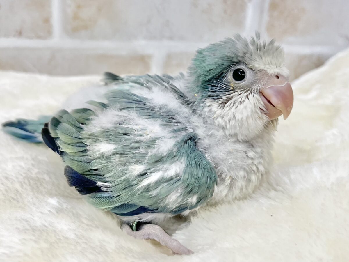 オキナインコ
