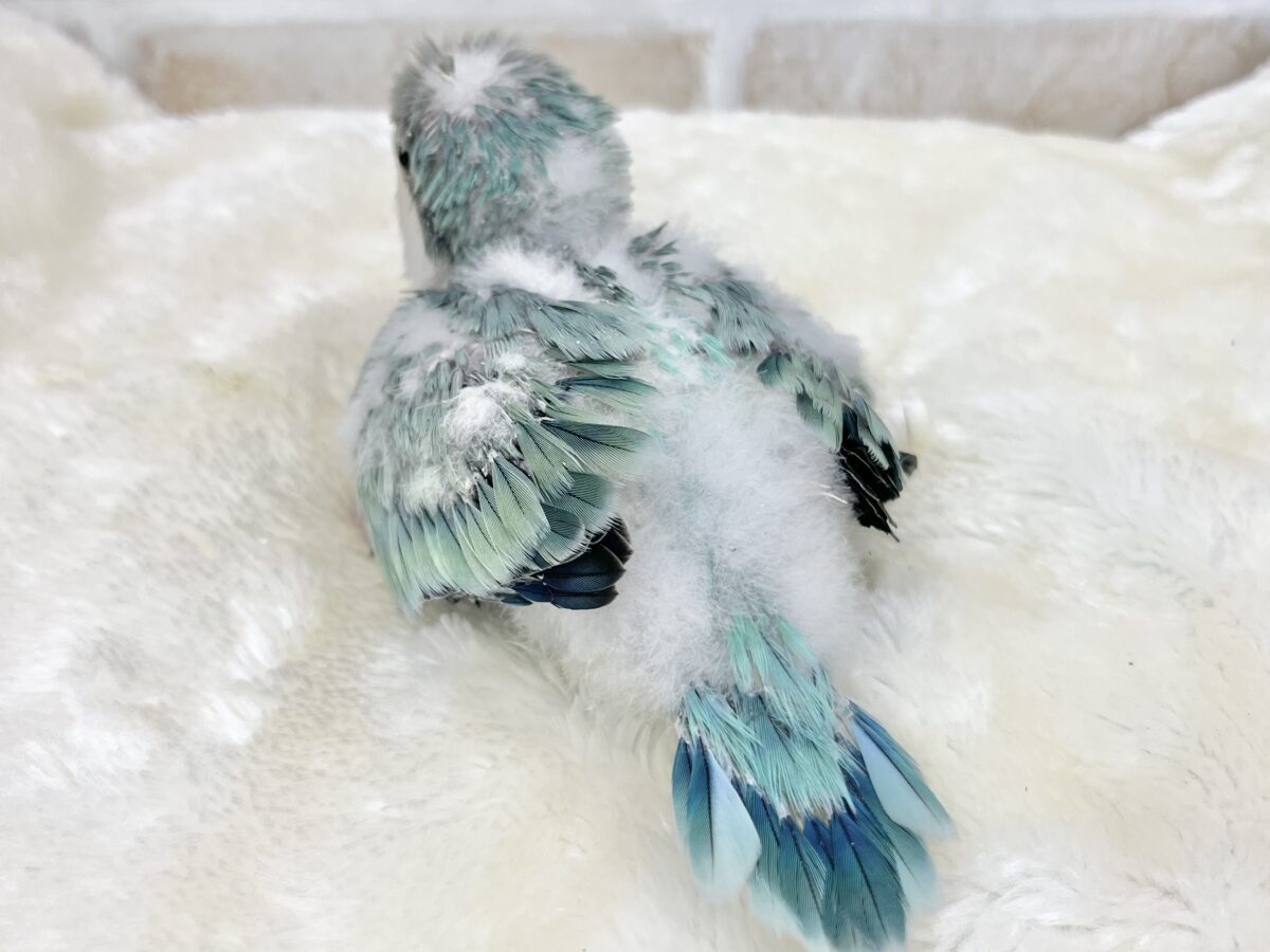 オキナインコ