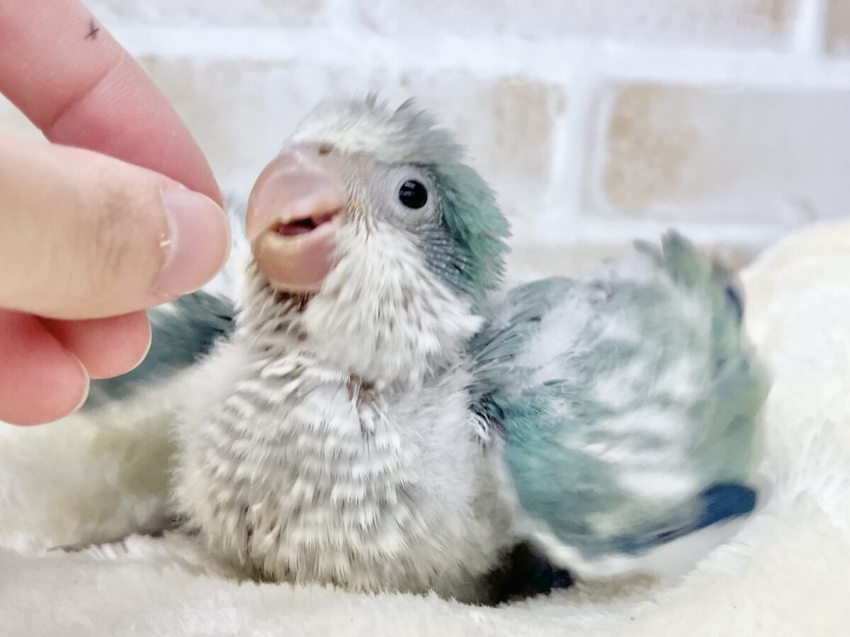 オキナインコ