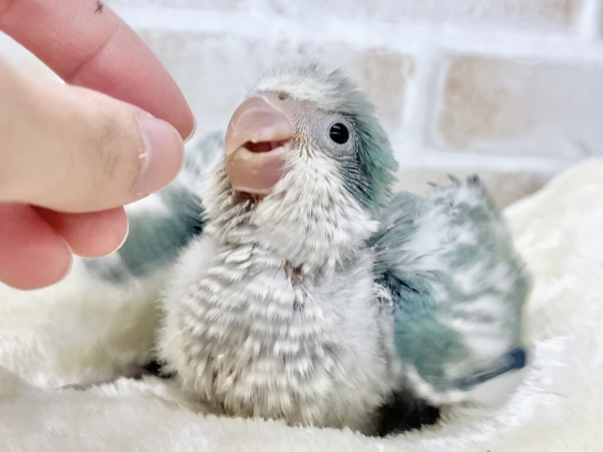 オキナインコ